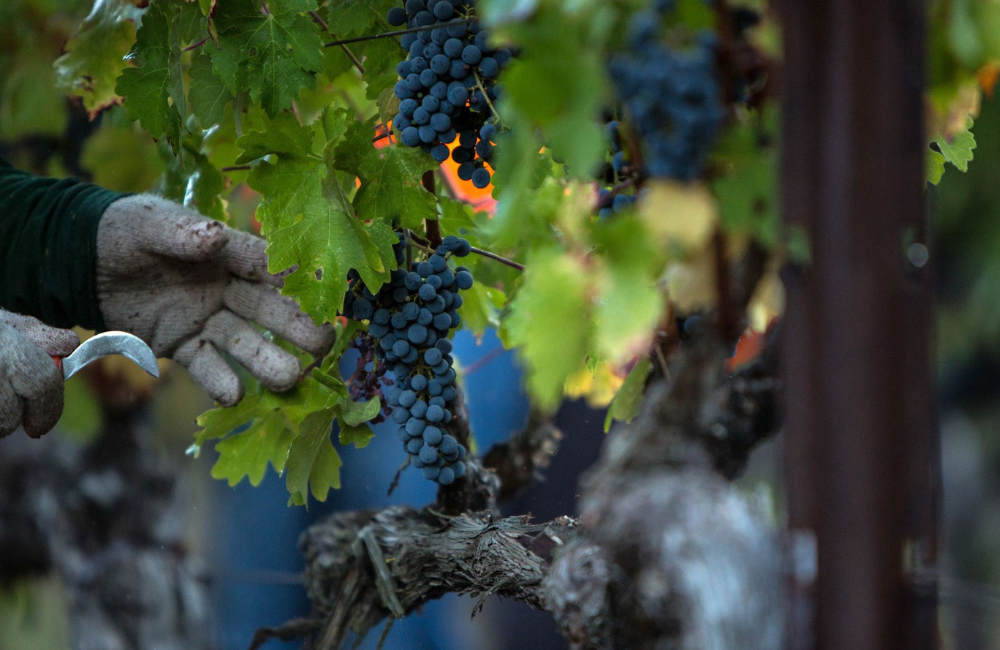 Stags' Leap Harvest in Vineyard